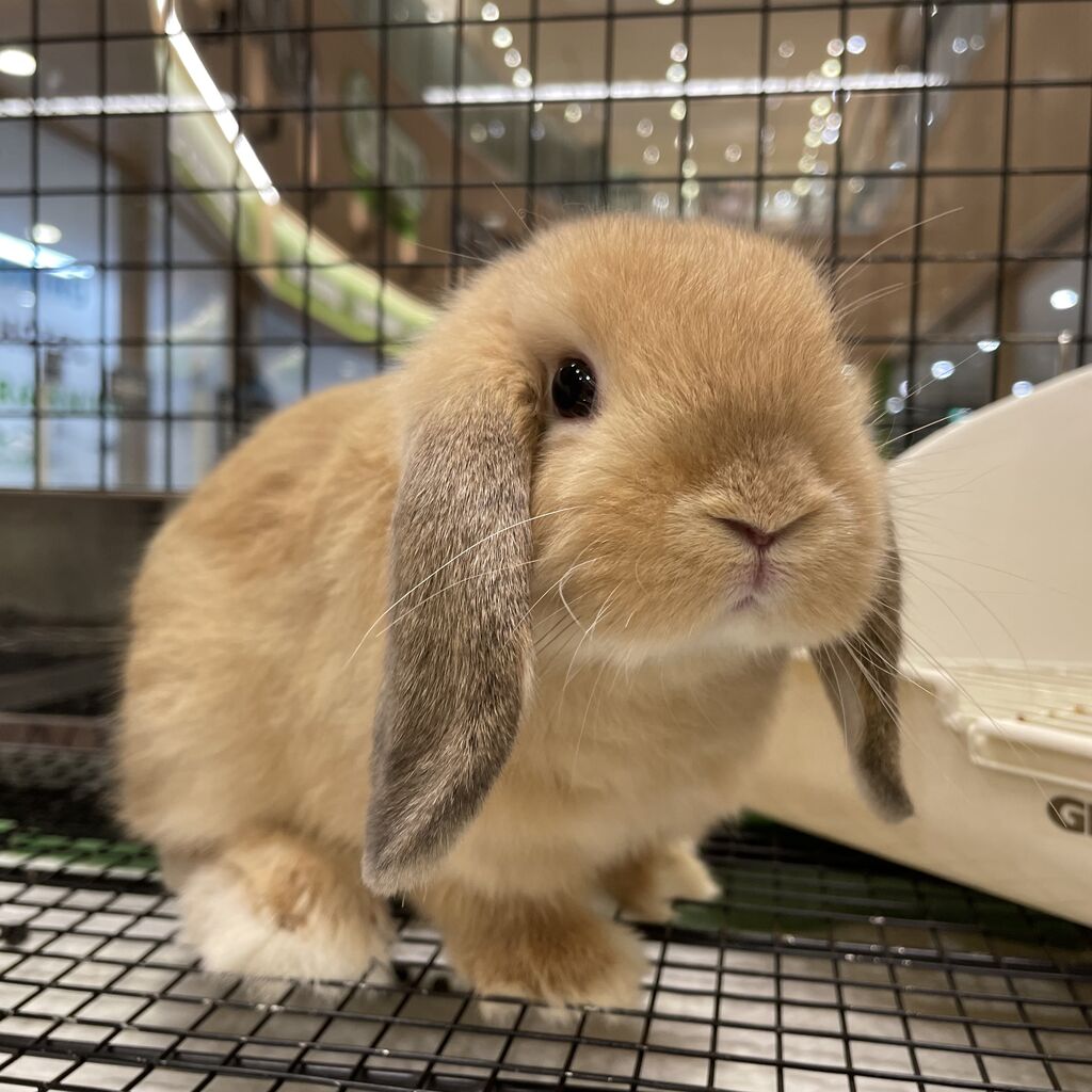 幕張店新入りちゃん！！ : うさぎブログ うさぎのしっぽ公式ブログ