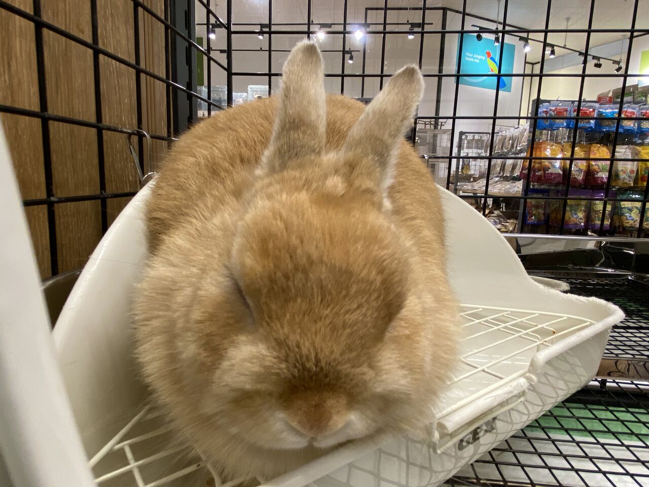 うさぎ紹介♪ : うさぎブログ うさぎのしっぽ公式ブログ「日々しっぽ」