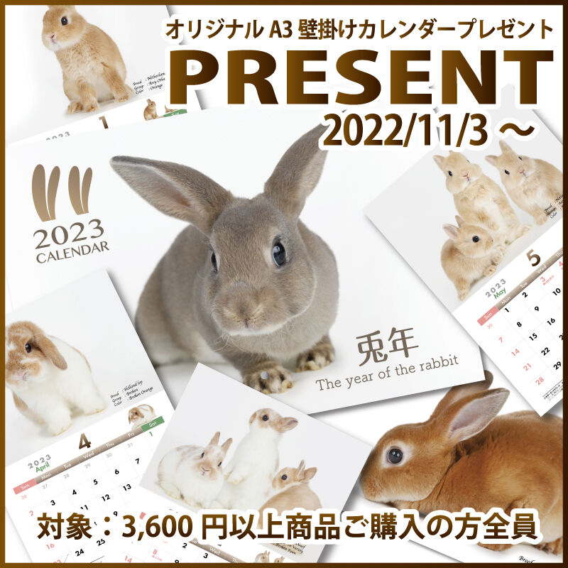 ちー助の日常 : うさぎブログ うさぎのしっぽ公式ブログ「日々しっぽ」