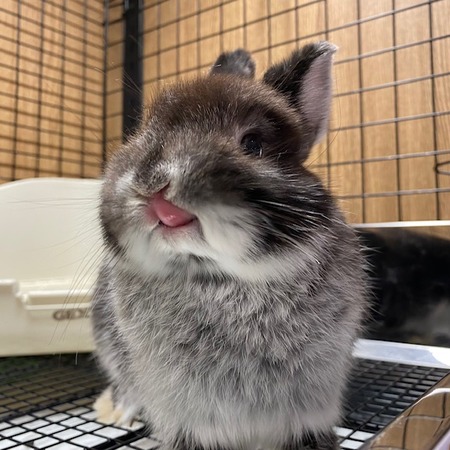 レア 一点物 3本足のうさぎ プラクルアン 立体鳥獣戯画 相撲をシーンのうさぎ （659-780/純銅製） | iichi 日々