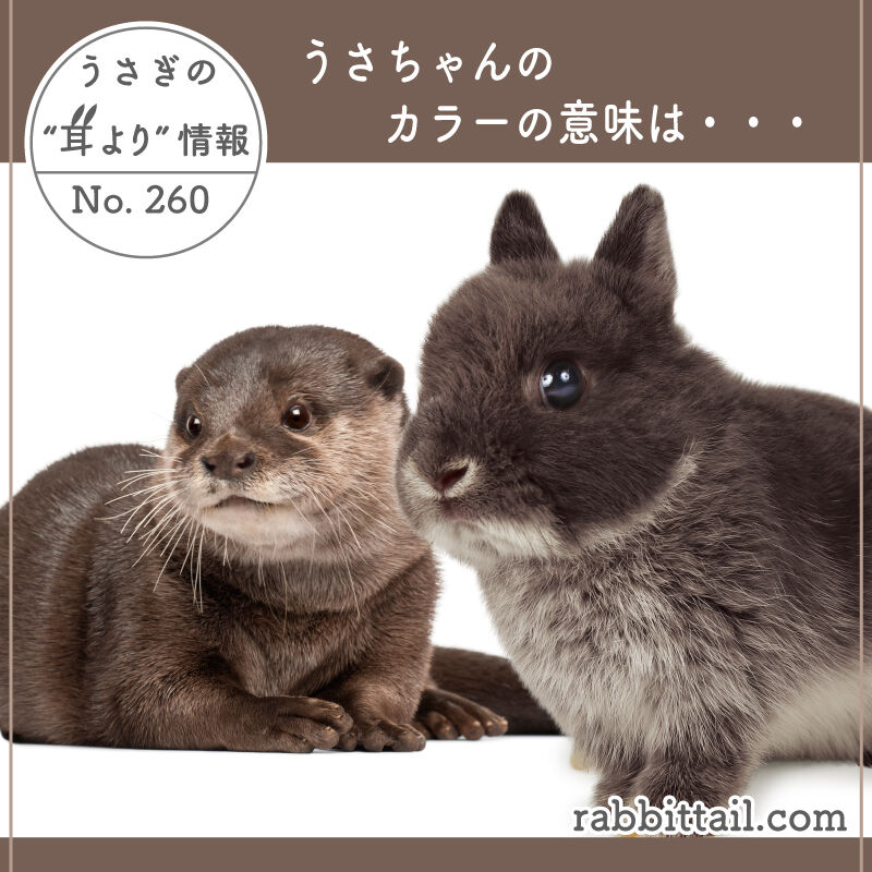 うさぎの耳より情報 No.260 うさちゃんのカラーの意味は
