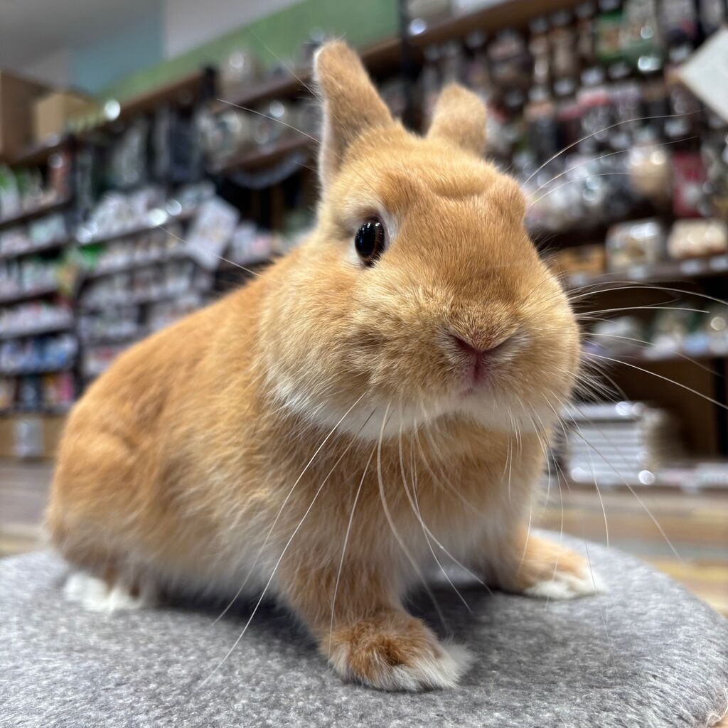 オレンジうさちゃんご紹介 : うさぎブログ うさぎのしっぽ公式ブログ