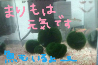 BlogPaint
