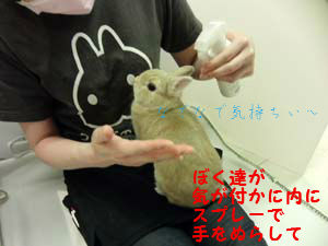 うさぎブログ うさぎのしっぽ公式ブログ 日々しっぽ 換毛期はハンドグルーミング を含む記事 Livedoor Blog ブログ