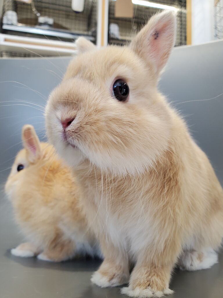 弟大好きなお兄ちゃん : うさぎブログ うさぎのしっぽ公式ブログ
