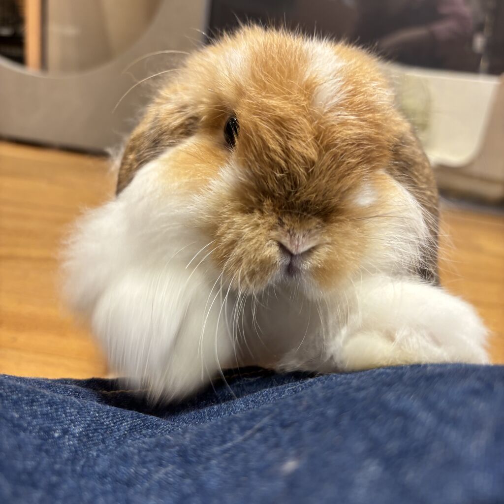 新入りうさちゃん紹介します！ : うさぎブログ うさぎのしっぽ公式