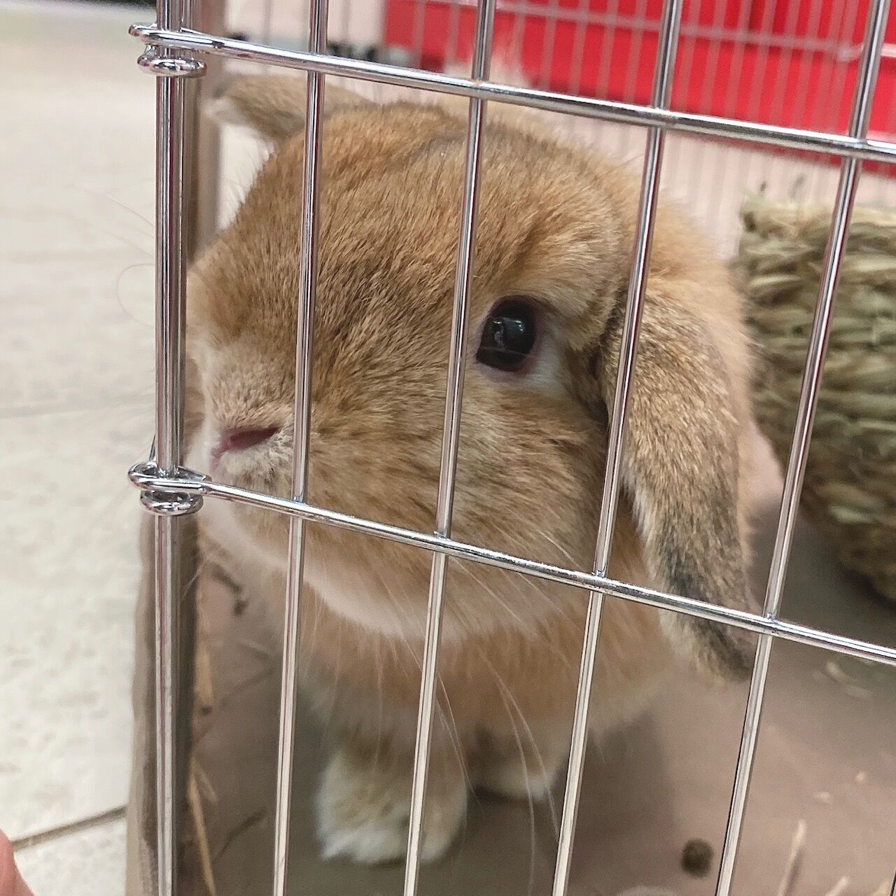 うさぎブログ うさぎのしっぽ公式ブログ 日々しっぽ クイックサークルになりました うさぎブログ うさぎのしっぽ公式ブログ 日々しっぽ クイックサークルになりました