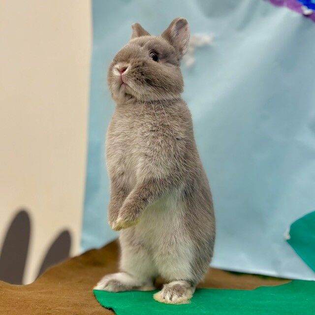 新入りうさぎ紹介☆ : うさぎブログ うさぎのしっぽ公式ブログ「日々