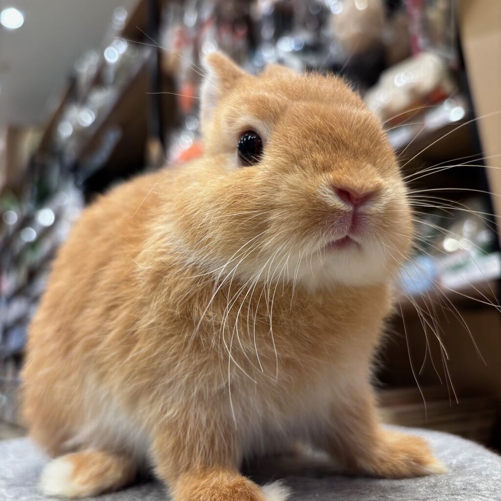 オレンジうさちゃんご紹介 : うさぎブログ うさぎのしっぽ公式ブログ