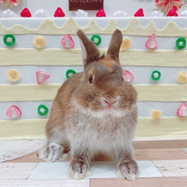 やんちゃ王紹介！！！ : うさぎブログ うさぎのしっぽ公式ブログ「日々