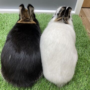 背中