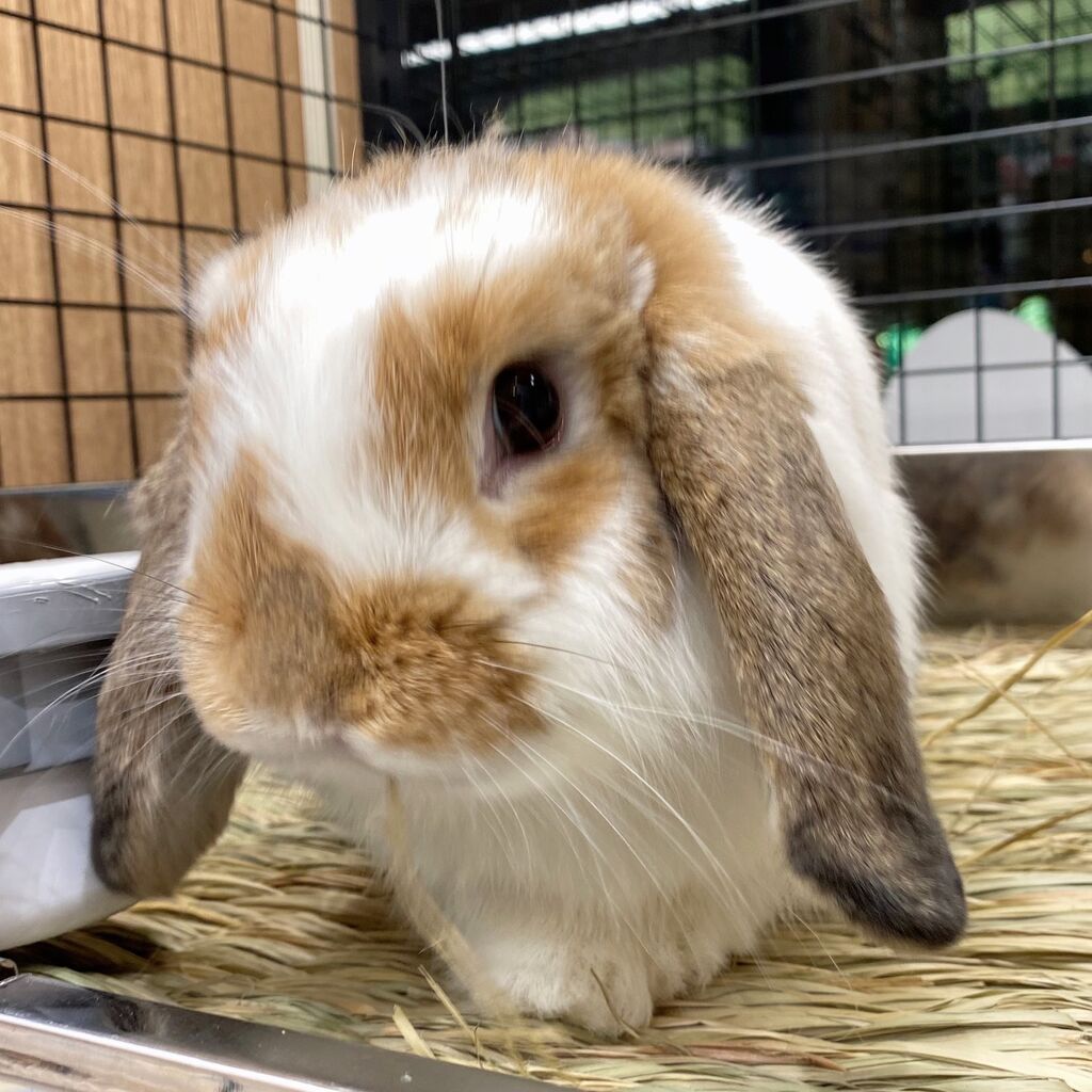 うさぎ好きマスター Black Rabbit Mascot New Version / Haruna Sudo