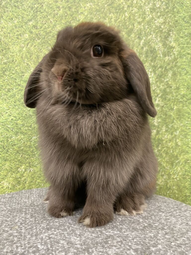 うさぎ紹介♪ : うさぎブログ うさぎのしっぽ公式ブログ「日々しっぽ」