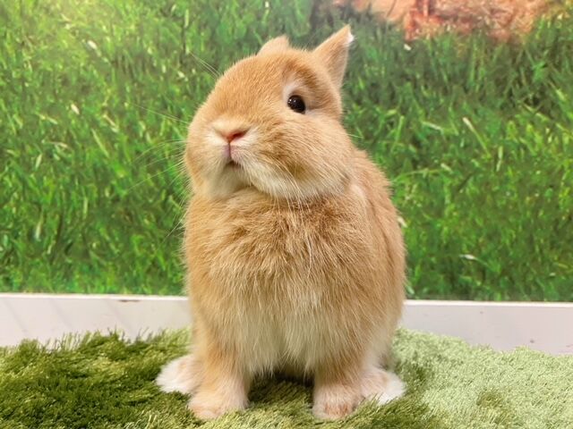 ネザー戦隊オレンジャーズ-2.0- : うさぎブログ うさぎのしっぽ公式