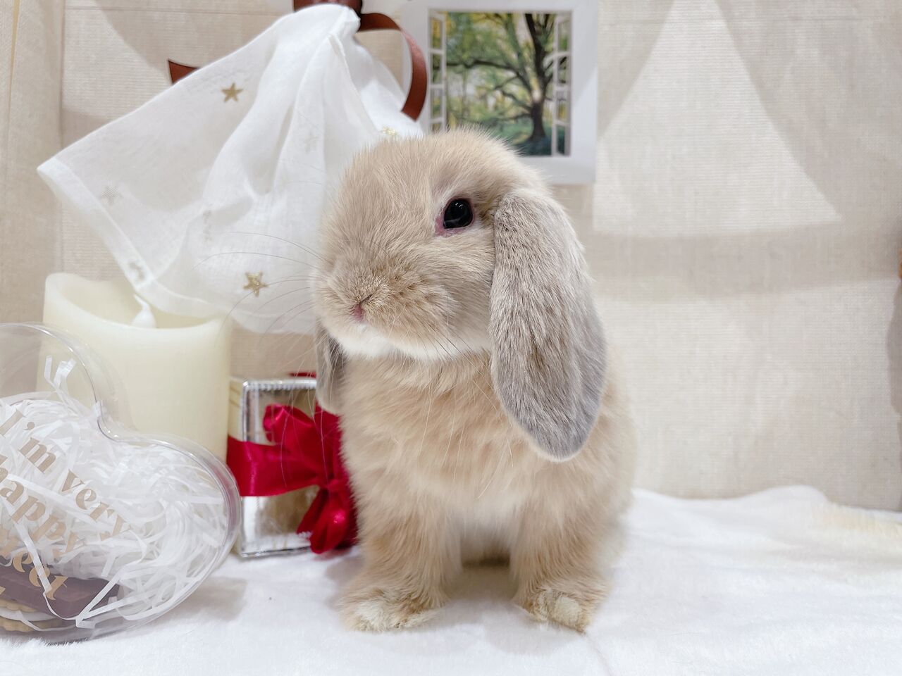 うさぎブログ うさぎのしっぽ公式ブログ 日々しっぽ たれ耳好きにはたまらない