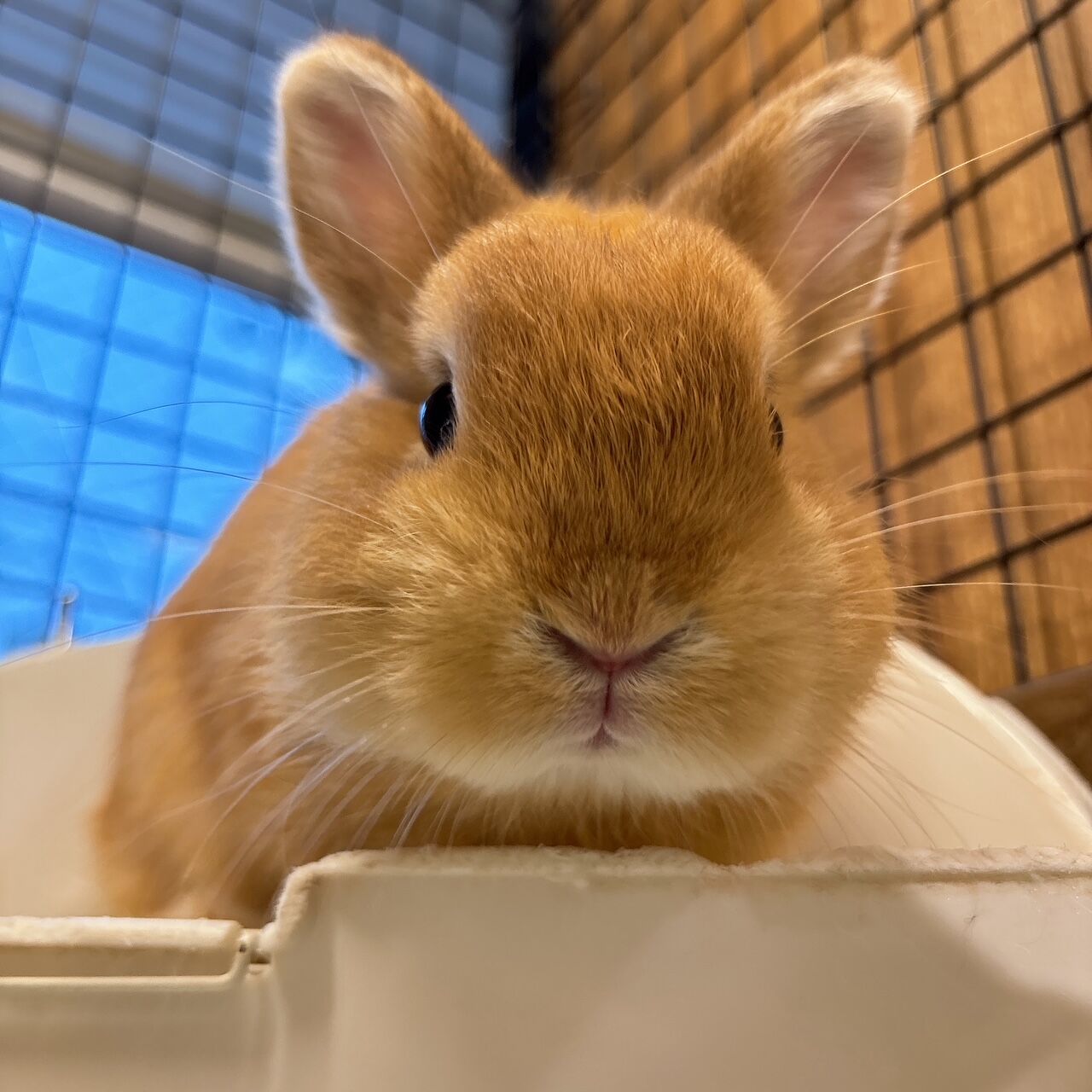 柴又店の新入りうさちゃんをご紹介！ : うさぎブログ うさぎのしっぽ