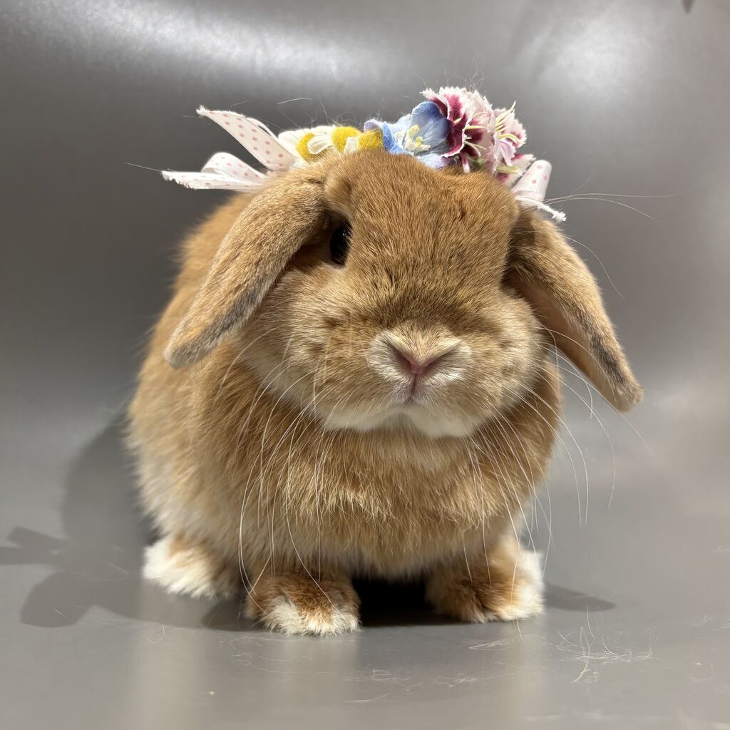 ☆二子玉新アイドル☆ : うさぎブログ うさぎのしっぽ公式ブログ「日々