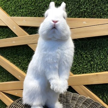 尾山台店のうさちゃんたち♪ : うさぎブログ うさぎのしっぽ公式