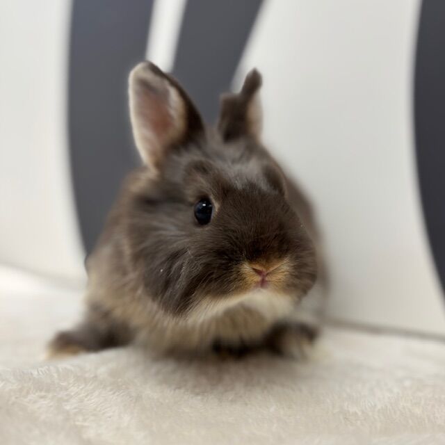 新入りネザー♪ : うさぎブログ うさぎのしっぽ公式ブログ「日々しっぽ」