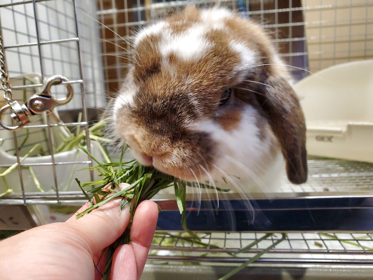 うさぎブログ うさぎのしっぽ公式ブログ 日々しっぽ ごほうび牧草 イタリアンライグラス