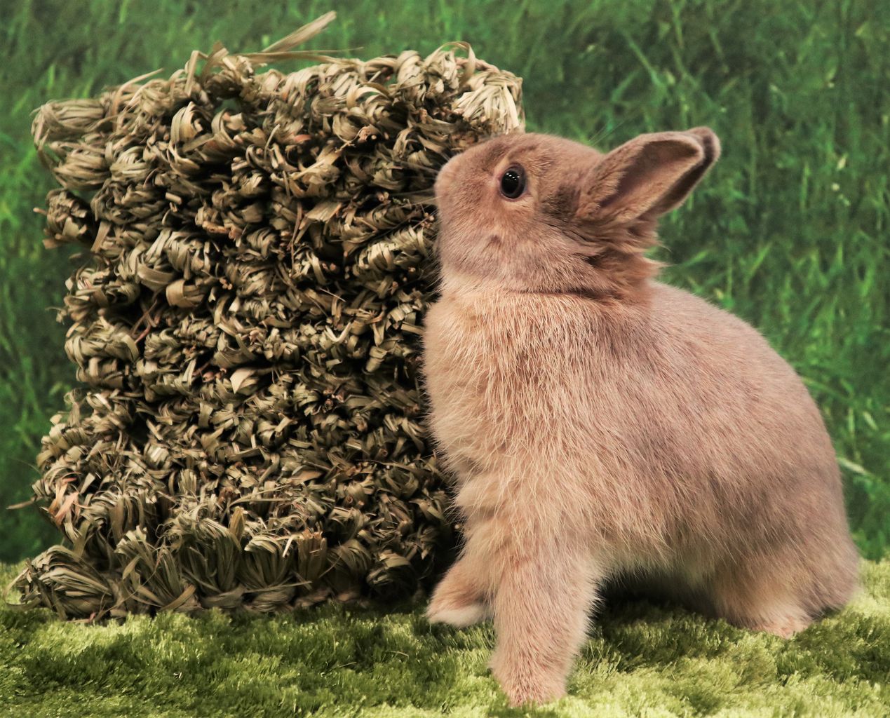 うさぎブログ うさぎのしっぽ公式ブログ 日々しっぽ 今年の言葉 ラビットショー ラビットホッピング大会