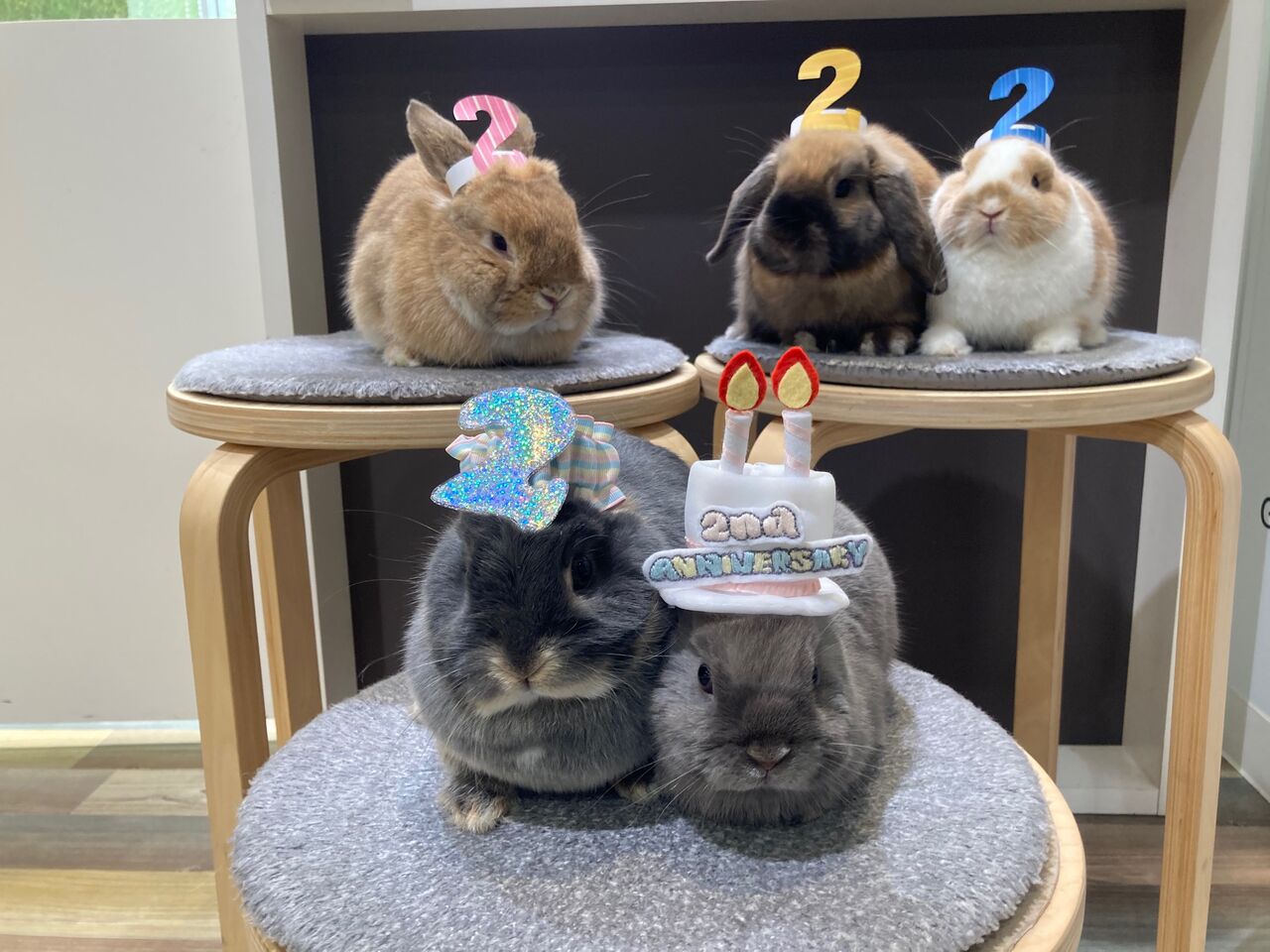 祝2周年♪ : うさぎブログ うさぎのしっぽ公式ブログ「日々しっぽ」