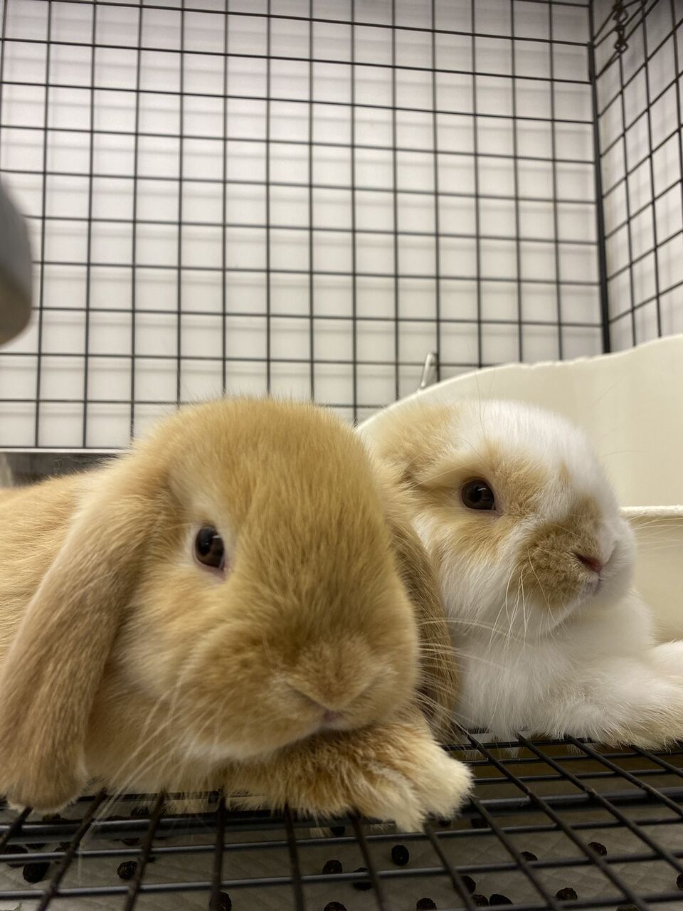 恵比寿店の双子ちゃん♪ : うさぎブログ うさぎのしっぽ公式ブログ