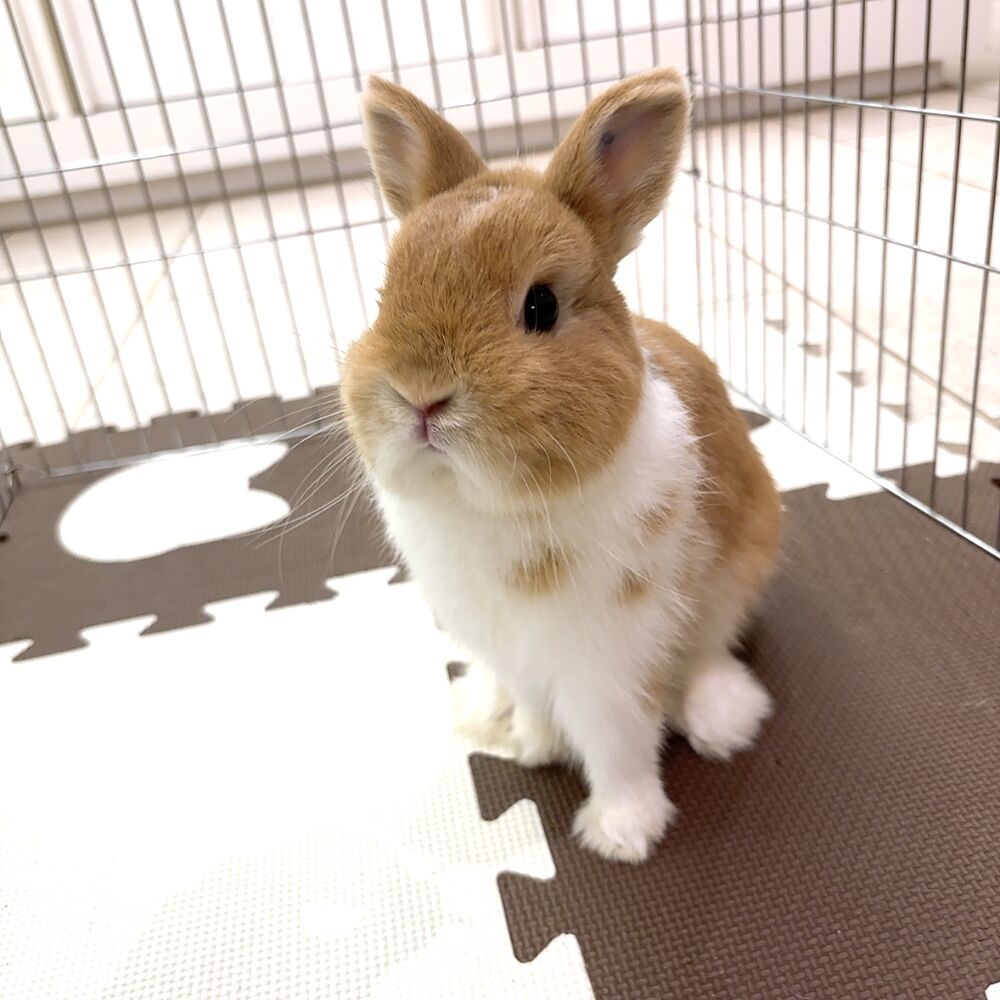 おれんじまみれ : うさぎブログ うさぎのしっぽ公式ブログ「日々しっぽ」