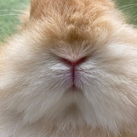 もふもふもふもふうさぎ : うさぎブログ うさぎのしっぽ公式ブログ