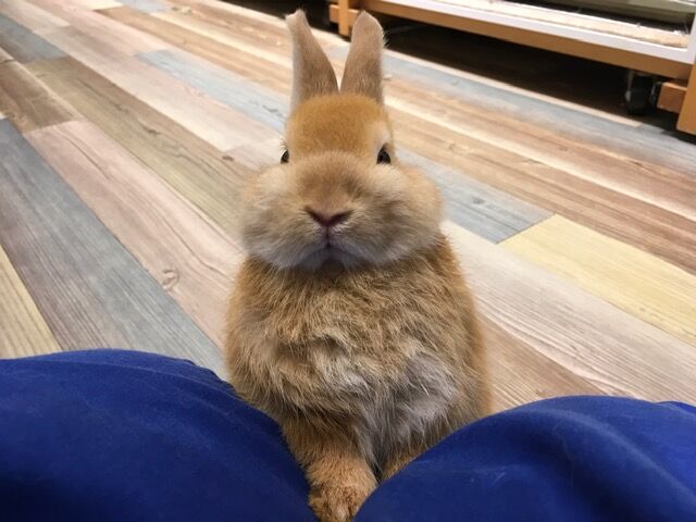 うさぎブログ うさぎのしっぽ公式ブログ 日々しっぽ うさちゃんデビュー うさぎブログ うさぎのしっぽ公式ブログ 日々しっぽ うさちゃんデビュー