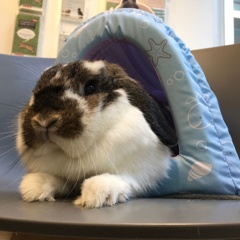 うさぎブログ うさぎのしっぽ公式ブログ 日々しっぽ ハウスでくつろぎっ