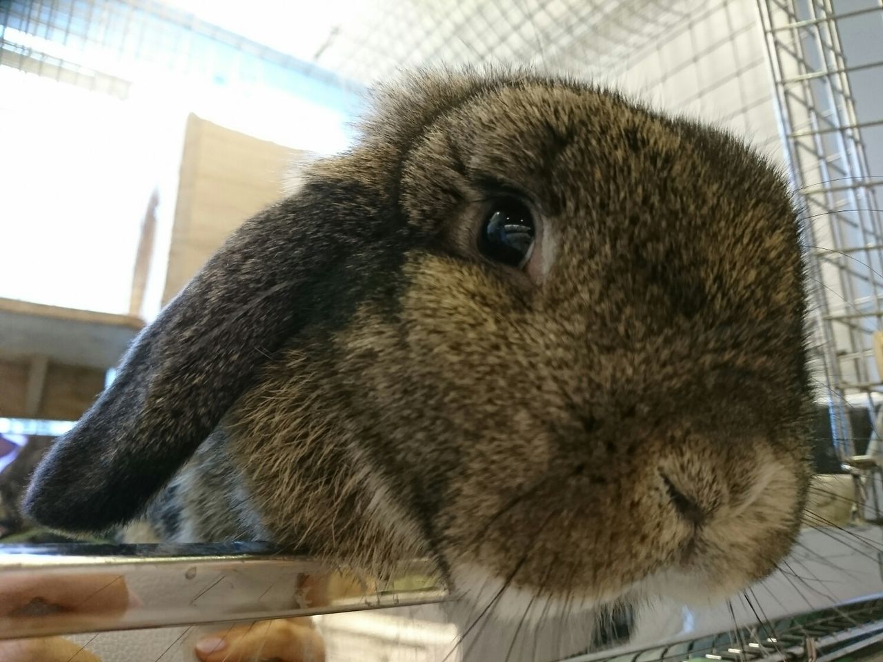 うさぎブログ うさぎのしっぽ公式ブログ 日々しっぽ うさちゃんご紹介