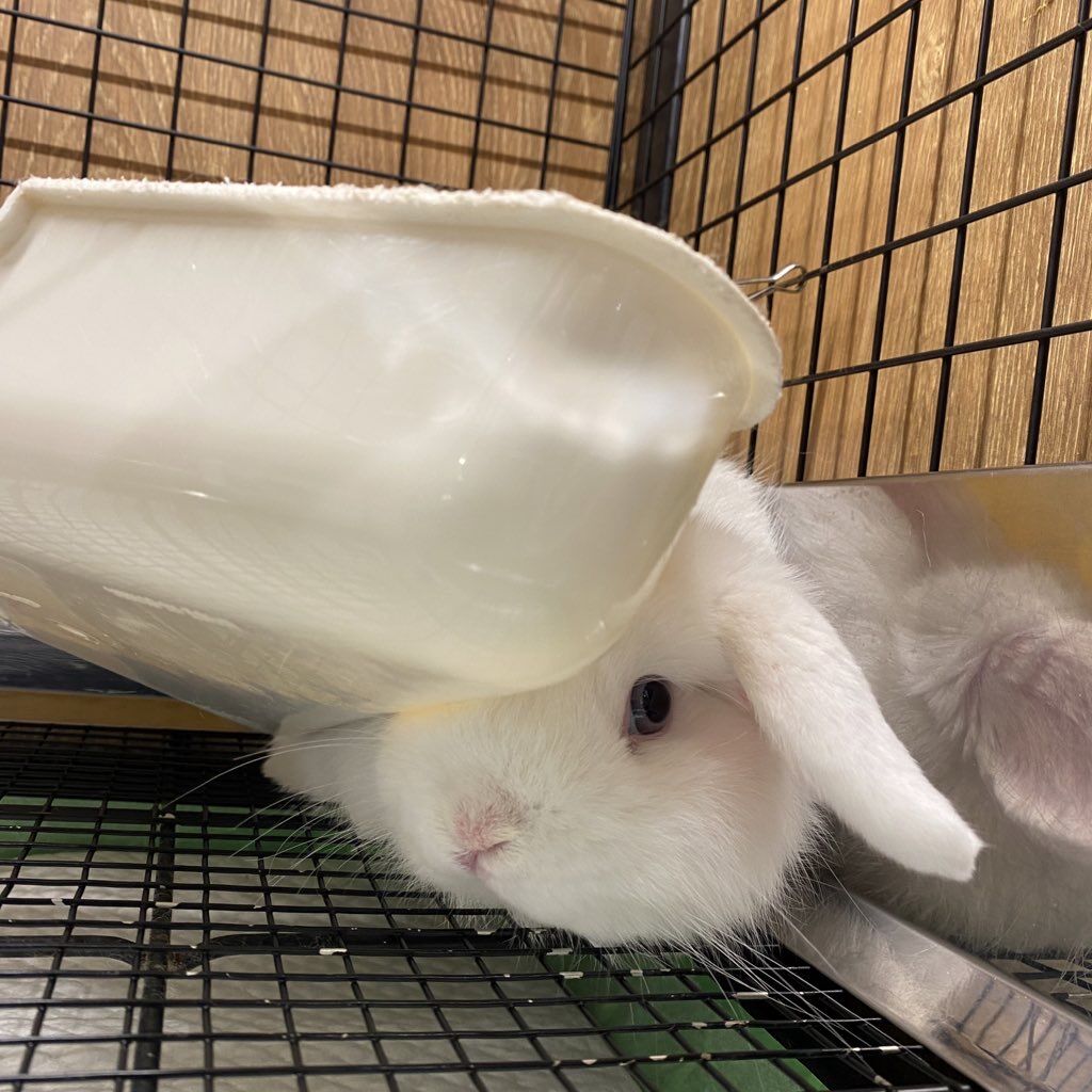 うさぎブログ うさぎのしっぽ公式ブログ 日々しっぽ 狭いところ大好き