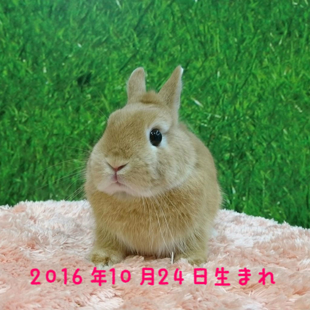 うさぎブログ うさぎのしっぽ公式ブログ 日々しっぽ 可愛い男の子がデビューしました うさぎブログ うさぎのしっぽ公式ブログ 日々しっぽ 可愛い男の子がデビューしました