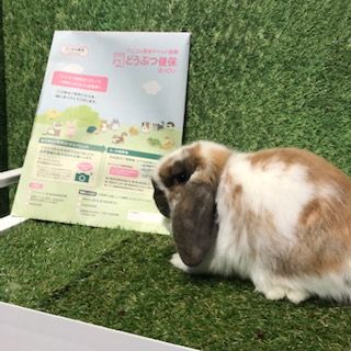 うさぎブログ うさぎのしっぽ公式ブログ 日々しっぽ 保険入ってますか うさぎブログ うさぎのしっぽ公式ブログ 日々しっぽ 保険入ってますか