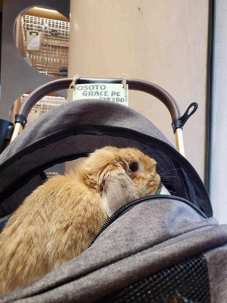 かっこいいキャリー、入荷してます : うさぎブログ うさぎのしっぽ公式