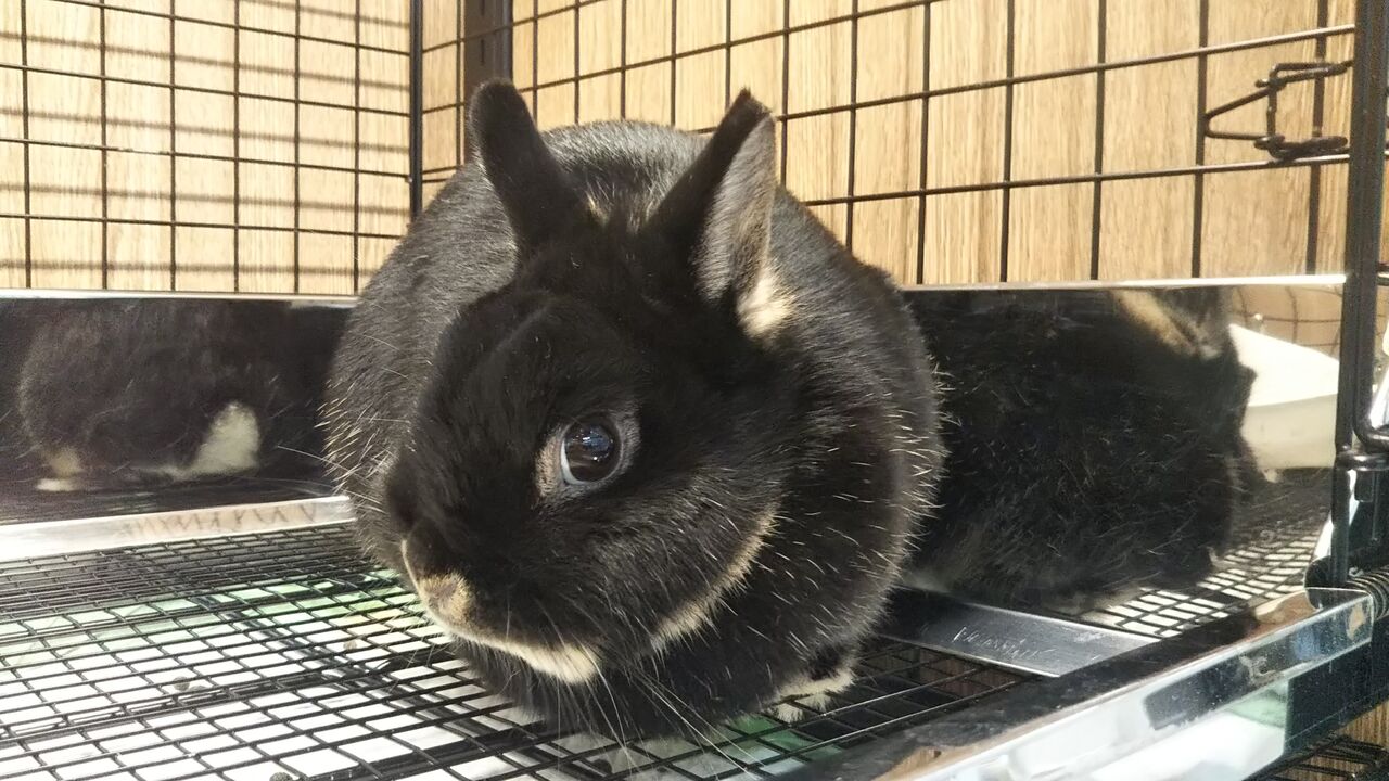 うさぎブログ うさぎのしっぽ公式ブログ 日々しっぽ 年02月17日 Livedoor Blog ブログ