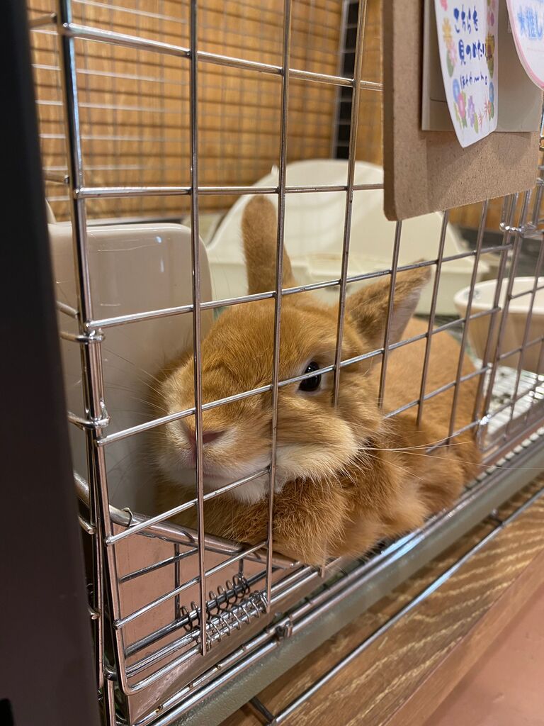 オートフィーダーのすすめ : うさぎブログ うさぎのしっぽ公式ブログ
