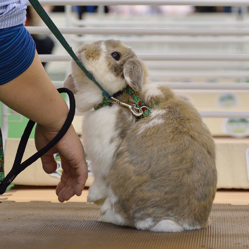 うさぎブログ うさぎのしっぽ公式ブログ 日々しっぽ うさぎの耳より情報 No 130 うさぎハーネスの選び方