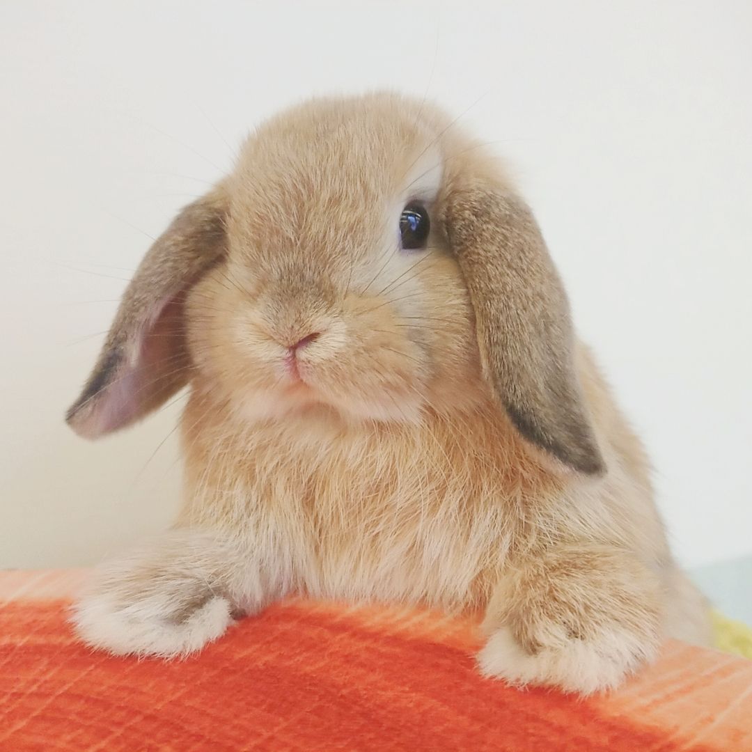 うさぎブログ うさぎのしっぽ公式ブログ 日々しっぽ かわいい子たちデビューしてます うさぎブログ うさぎのしっぽ公式ブログ 日々しっぽ かわいい子たちデビューしてます