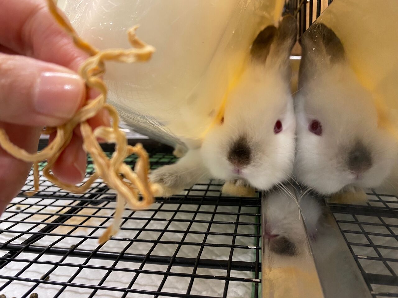 うさぎブログ うさぎのしっぽ公式ブログ 日々しっぽ 狭いところ大好き