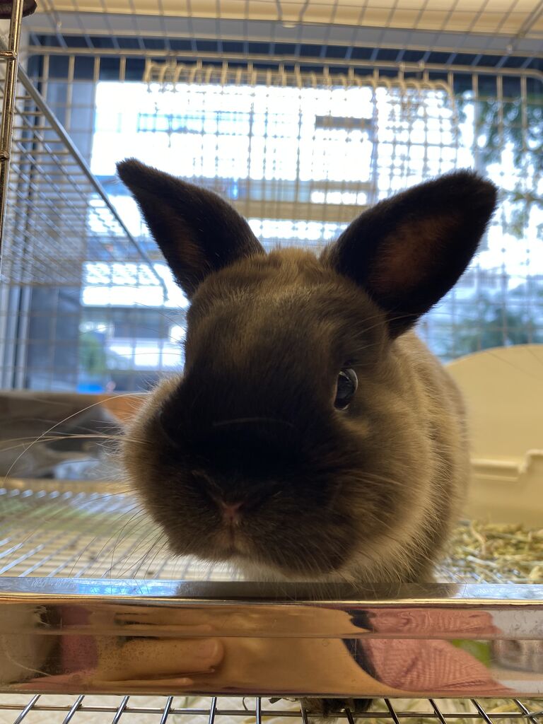 恵比寿店の双子ちゃん♪ : うさぎブログ うさぎのしっぽ公式ブログ