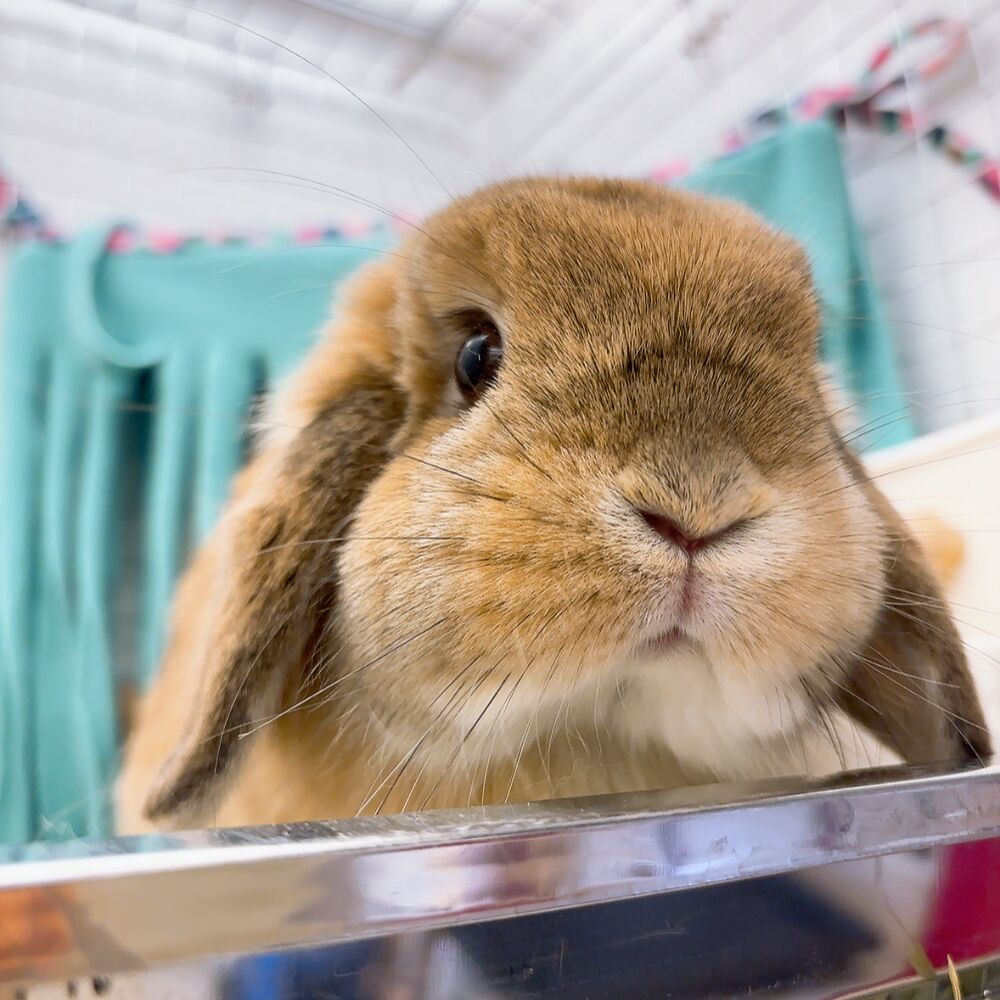 おれんじまみれ : うさぎブログ うさぎのしっぽ公式ブログ「日々しっぽ」