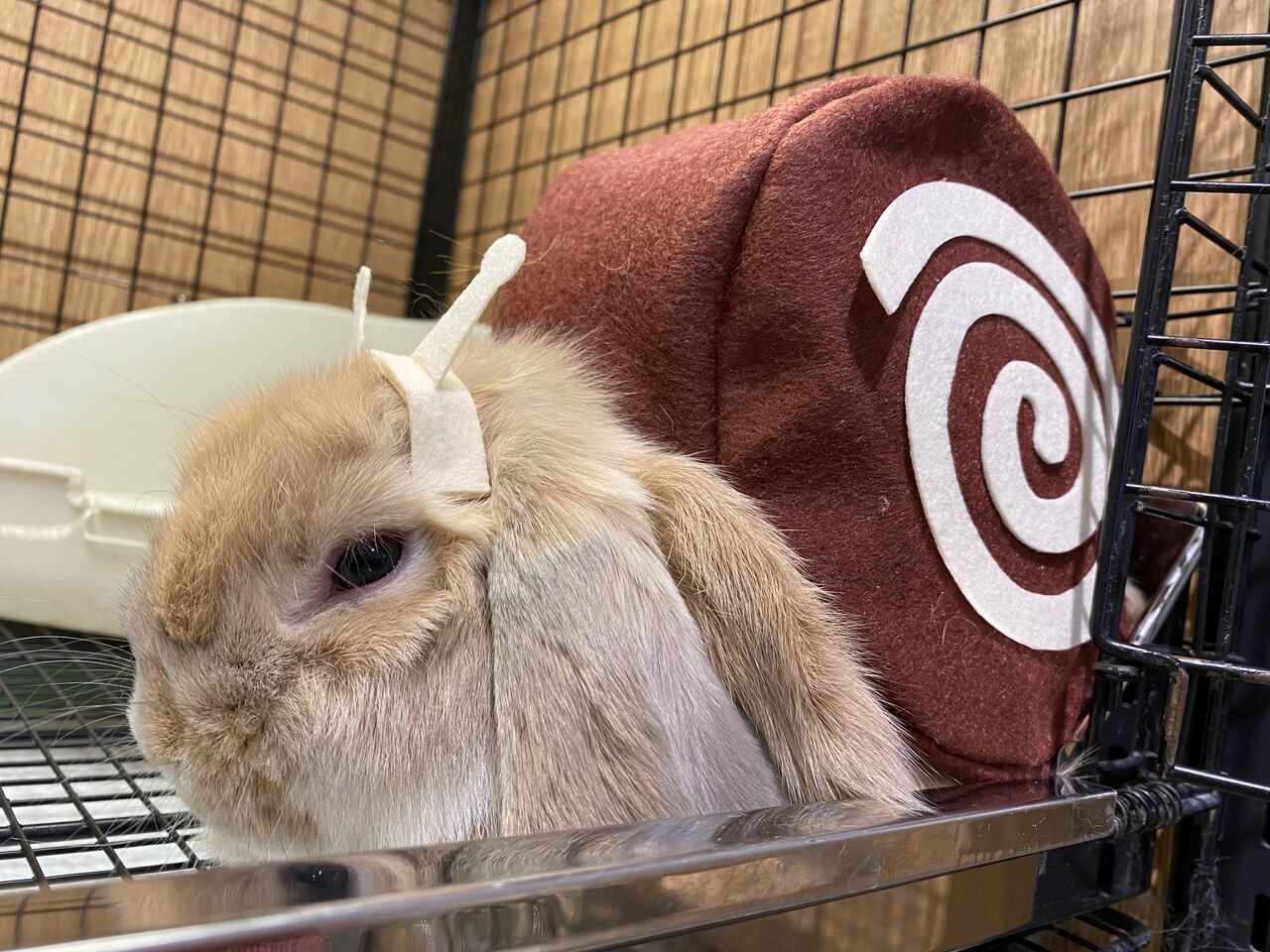 うさぎブログ うさぎのしっぽ公式ブログ 日々しっぽ 洗足店にコスプレイヤー出現