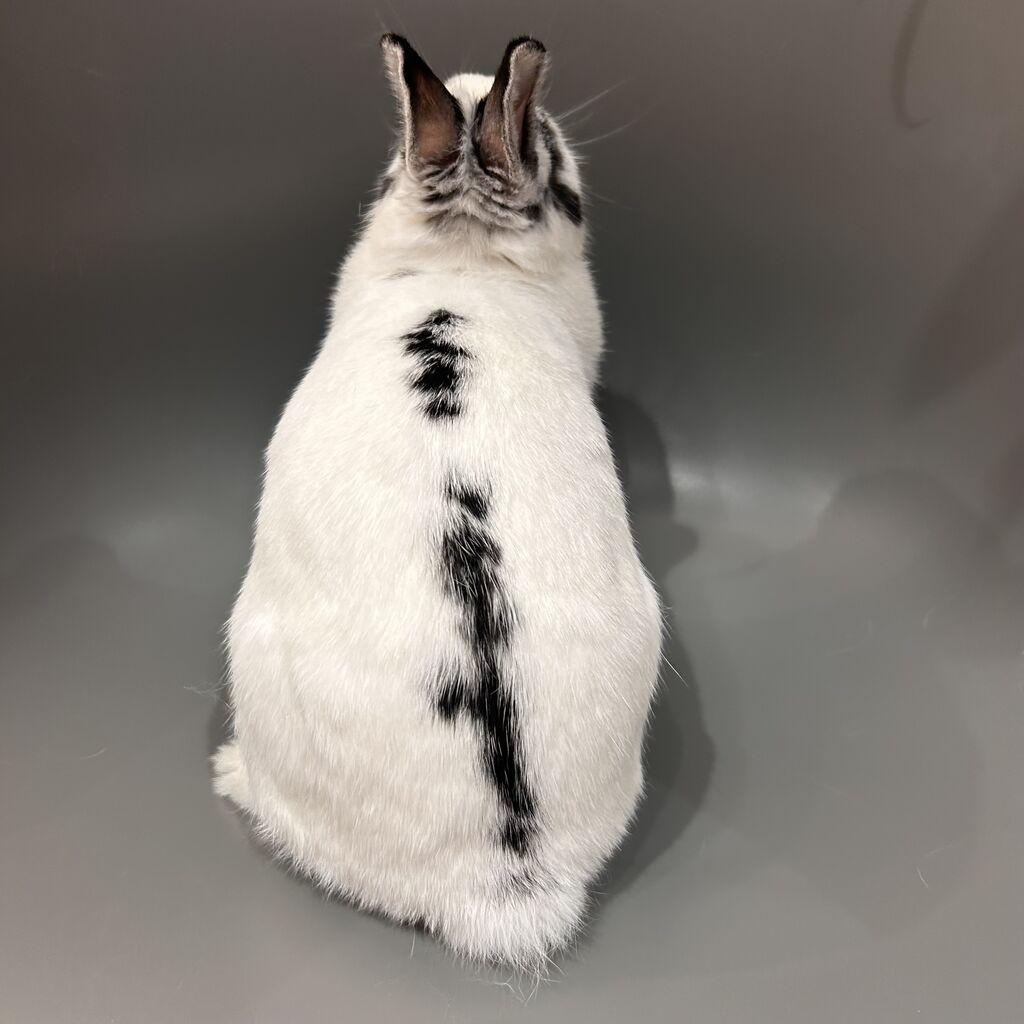 パンダみたいなレディ♪ : うさぎブログ うさぎのしっぽ公式ブログ