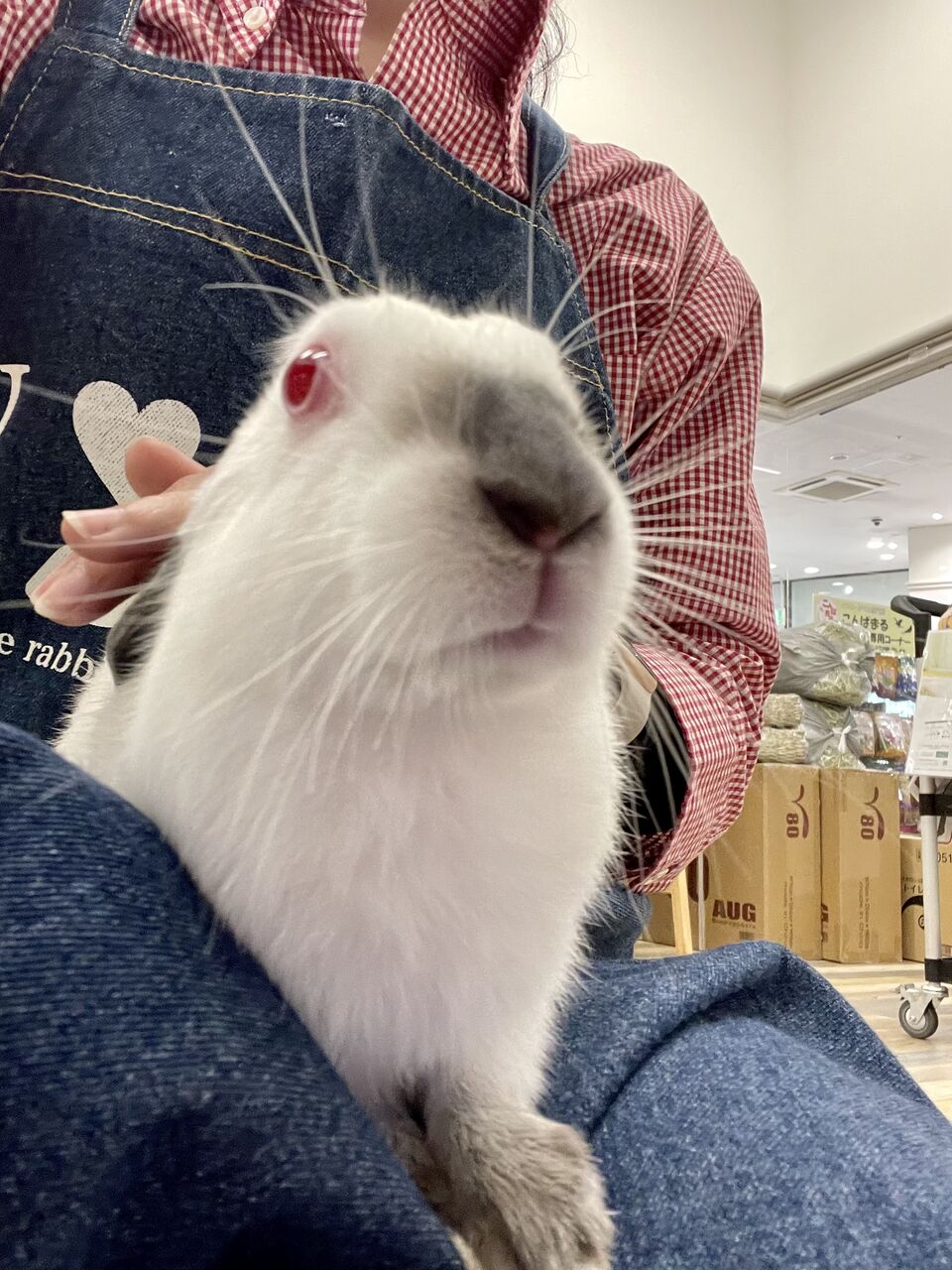 ヒマラヤン : うさぎブログ うさぎのしっぽ公式ブログ「日々しっぽ」