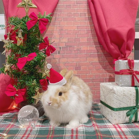 ☆クリスマス☆ : うさぎブログ うさぎのしっぽ公式ブログ「日々しっぽ」