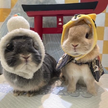 まるうさぎ様、2、おまとめ まる。🍳. on X: 