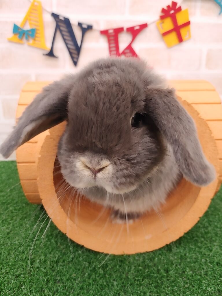 うさぎブログ うさぎのしっぽ公式ブログ 日々しっぽ 毎日暑いですね