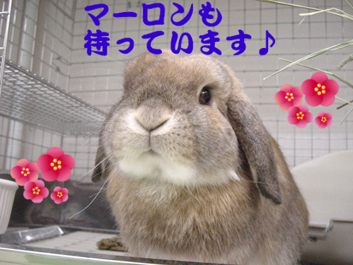 BlogPaint